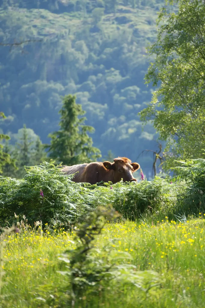Brown cow peering over a lush hedge and wildflowers with woodland in the backdrop