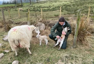 A young woman cutting the umbilical cord of newly born lamb next to the lamb's mother and sibling
