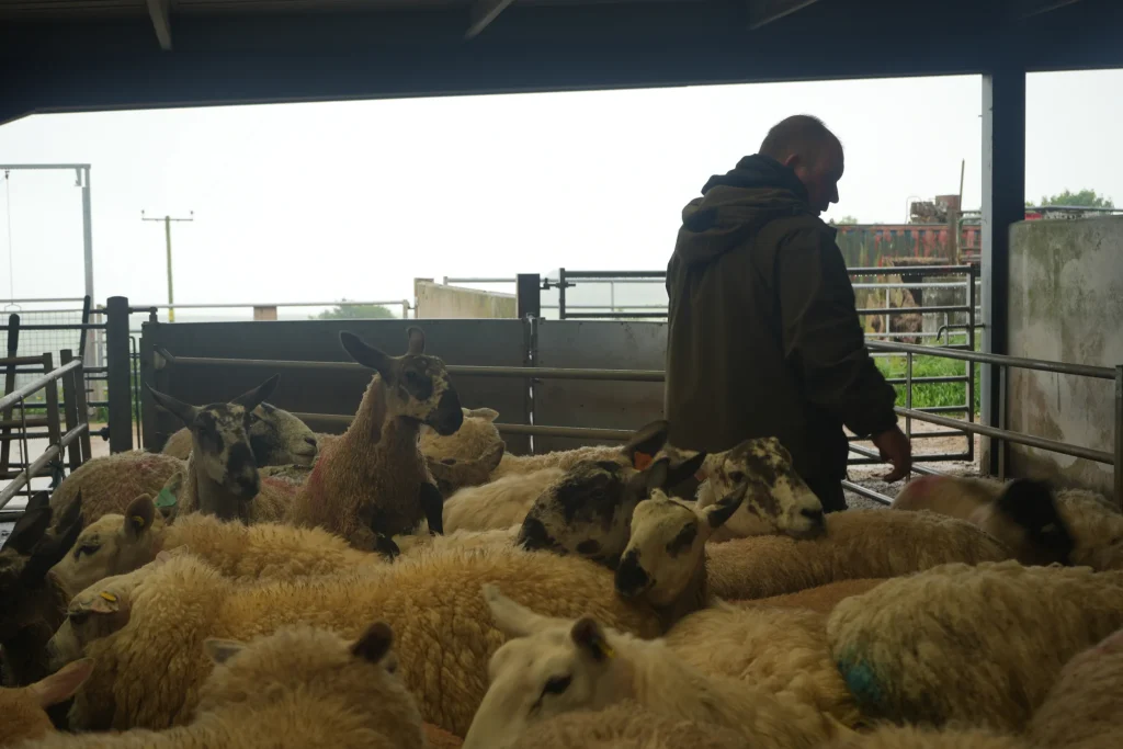 Adult male farmer in pen with sheep under a barn roof