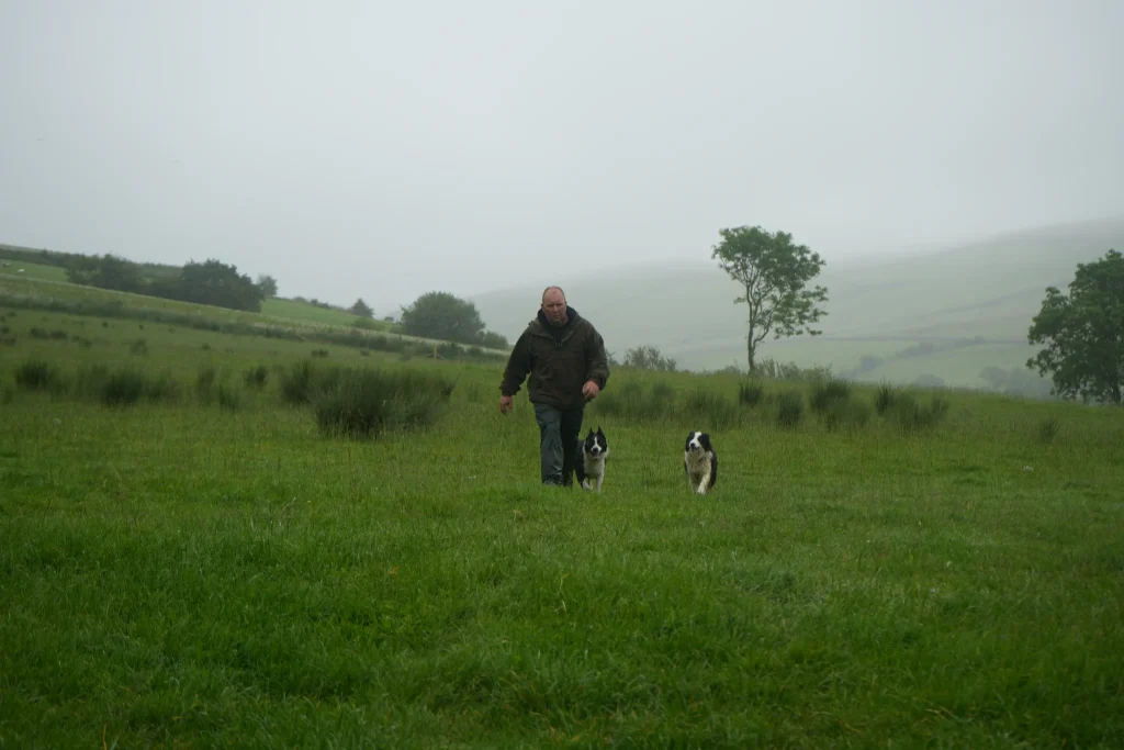 Adult male farmer walking with two sheep dogs in a misty field