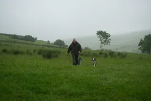 Adult male farmer walking with two sheep dogs in a misty field