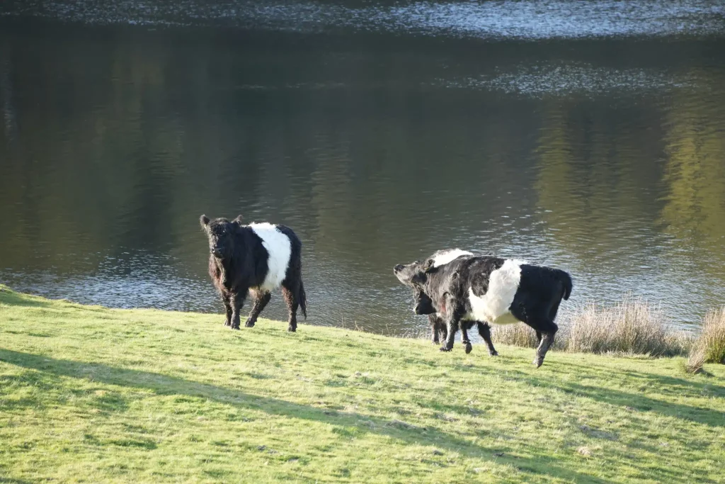 Belted Galloway cows on a grassy lakeshore in the sun