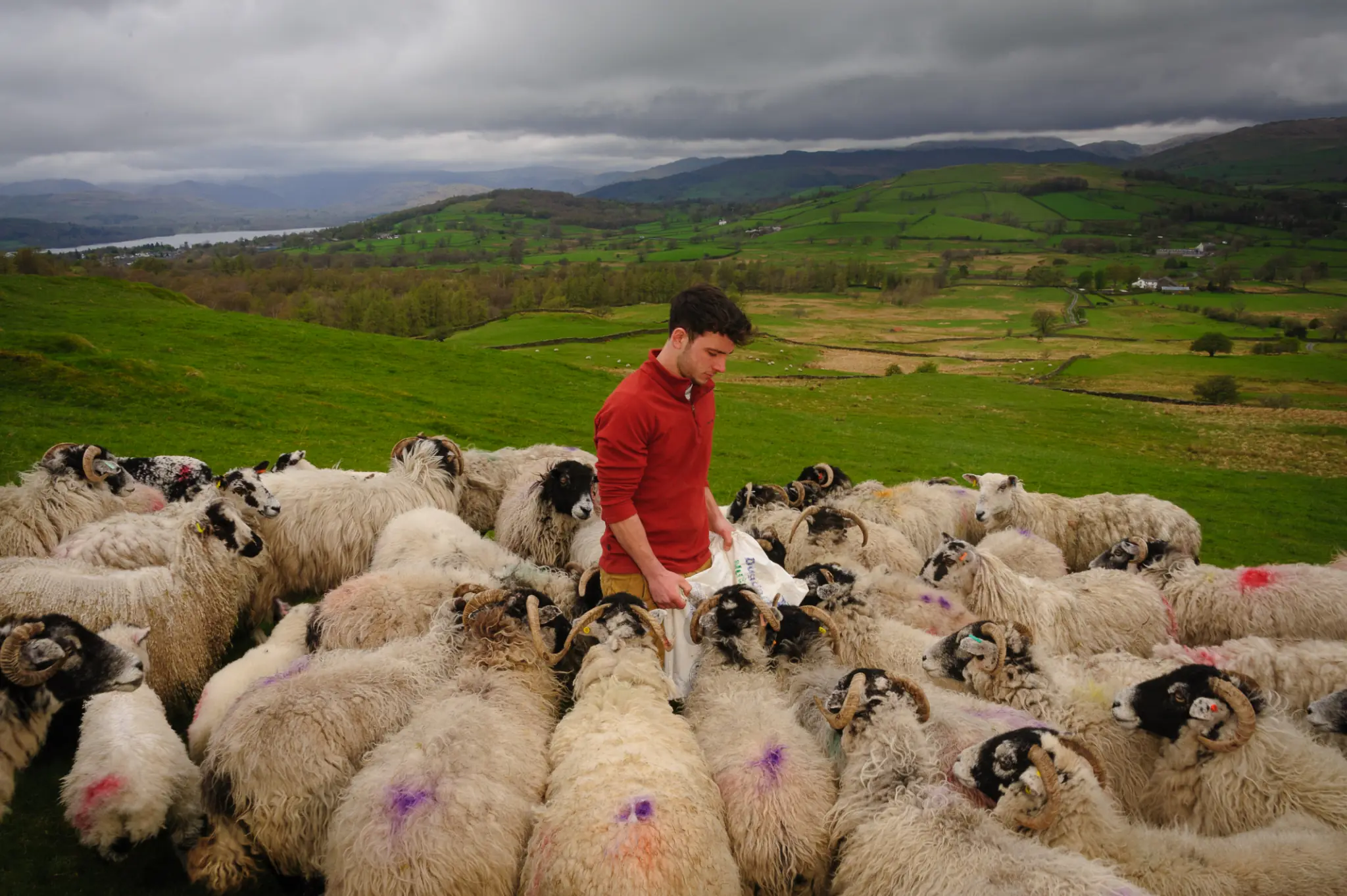 It’s tupping season for sheep farmers