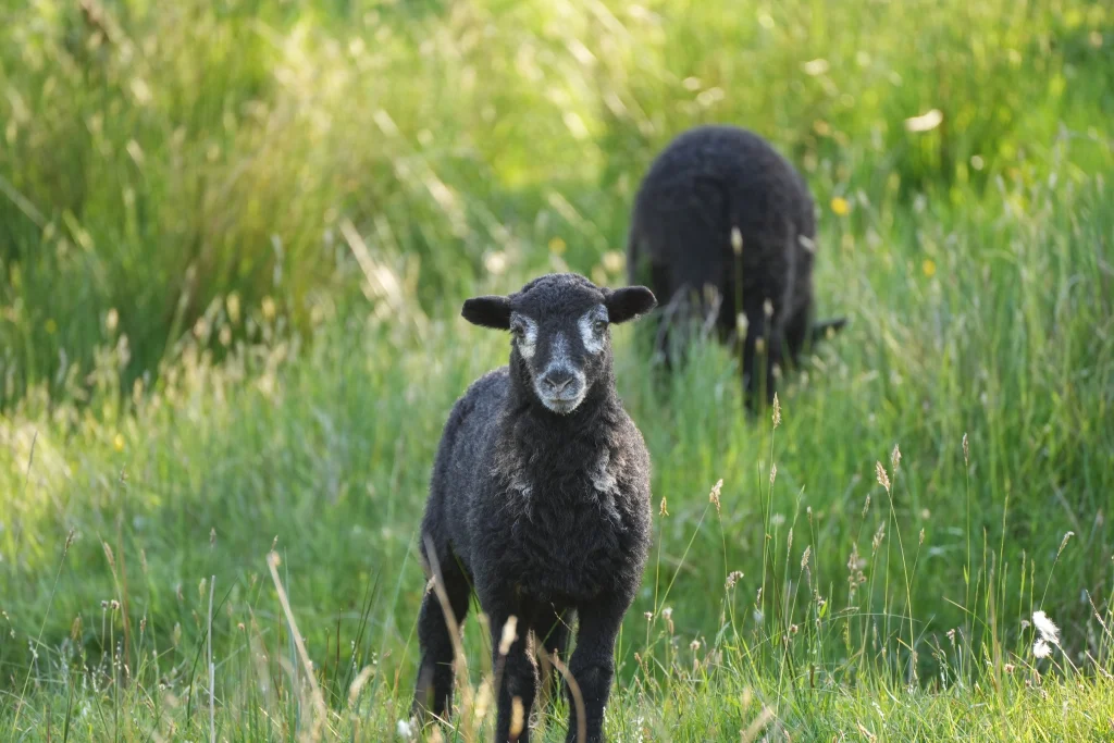 two Herdwick lambs in a tall grass field